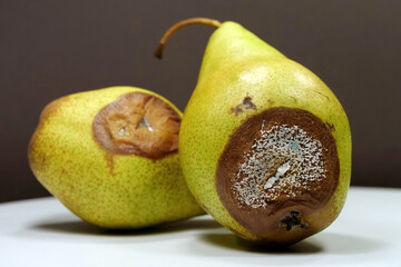 Overripe and rotten pears. Pears covered with mold. Process of spoiling fruits