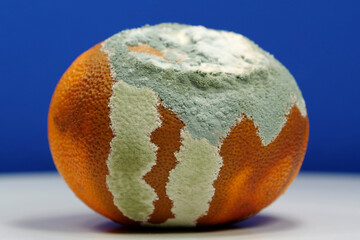 Overripe and rotten mandarin. Rotten tangerine covered with mold