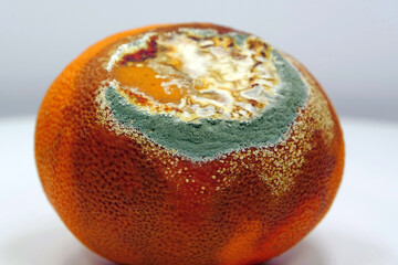 Overripe and rotten mandarin. Rotten tangerine covered with mold
