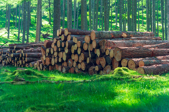 Stacked logs in a sunlit forest clearing creating rustic wood and nature scene. Cumbria; England; Lake District