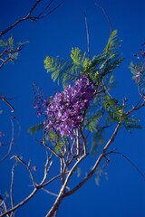 Jacaranda mimosifolia - Jacaranda Blooming
