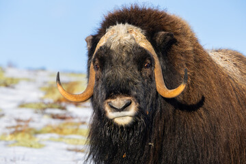 A Musk Ox in Dovrefjell National Park, Norway, surrounded by snow and vegetation, with its...