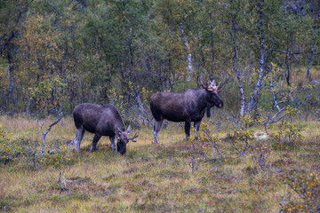 Moose grazing in the wild in Lofoten Islands, Norway, surrounded by autumn vegetation and trees.