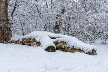 Fallen snow covered log in a glade in middle of winter forest. Natural archway in a serene winter forest landscape with tall trees and deep snow. © IhorStore