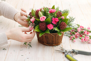 Florist at work: woman shows how to make floral arrangement with  skimmia (Skimmia japonica), an evergreen shrub and fir twigs. Step by step, tutorial.