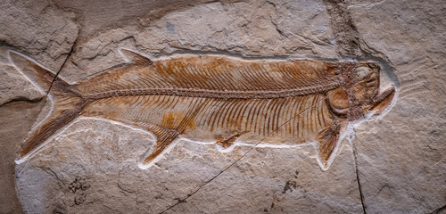 fossil of prehistoric fish in the stone