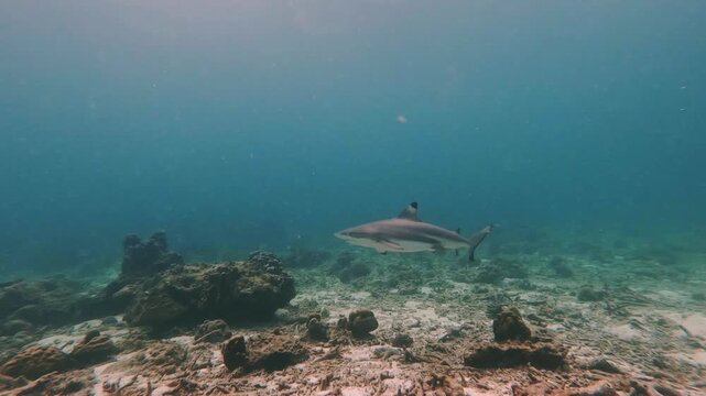 blacktip reef shark in shallow water