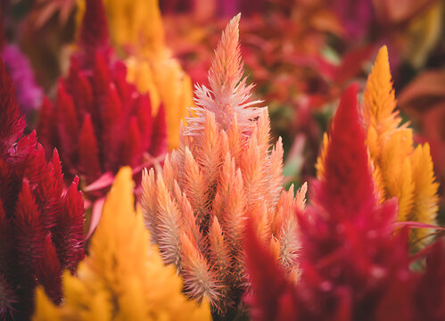 Vibrant celosia flowers in a spectrum of warm colors showing unique textures and shapes