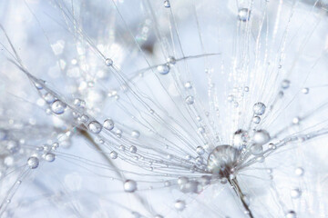 water drops on a dandelion, defocused