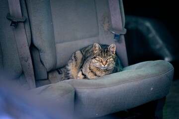 Cute Stray cat is hiding in the junk car. Horizontal image .