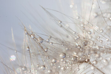 water drops on the grass