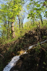 river in the forest
