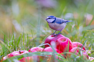 Eurasian Blue Tit (Cyanistes caeruleus) adult perched on pile of red apples in autumn, Baden-Wuerttemberg, Germany © Martin Grimm