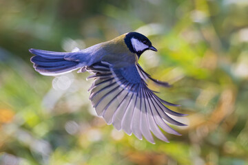 Great Tit (Parus major) flying with open wings in sunny backyard, Baden-Wuerttemberg, Germany © Martin Grimm