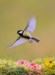 Great Tit (Parus major) flying with open wings over mossy surface covered with two red apples and yellow leaves, Baden-Wuerttemberg, Germany © Martin Grimm