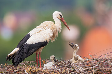 White Stork (Ciconia ciconia) adult with two freshly hatched chicks in stork's nest, Bavaria, Germany