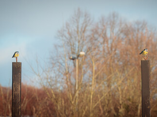 A wide-shot featuring two small Blue Tits perched on separate, dark wooden posts, facing away from each other, set against a soft, blurred background of winter trees and a pale blue sky. © Henrik