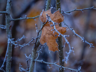 a closeup shot of frozen leaves in the forest