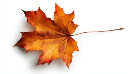 Obraz premium A vibrant autumn leaf in warm shades of orange, ideal for seasonal designs, nature-themed projects, or educational materials about botany and ecology, Capture the essence of fall in your work,