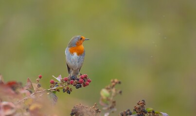 The European Robin (Erithacus rubecula) is a migratory bird. It migrates north in summer and south in winter. It lives near wetlands.
