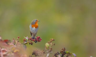 The European Robin (Erithacus rubecula) is a migratory bird. It migrates north in summer and south in winter. It lives near wetlands.