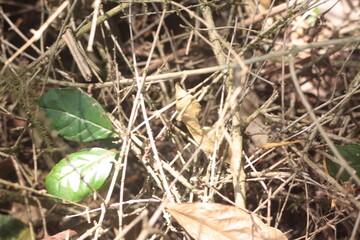 dry leaves