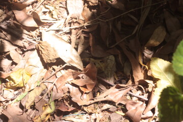 dry leaves