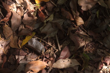 dry leaves