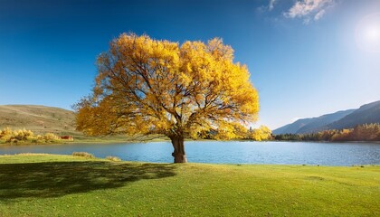 yellow leaved tree beside the lake in a green space