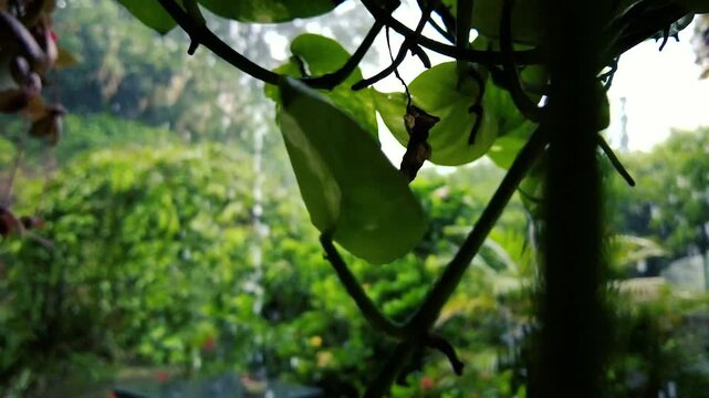 Heavy Tropical Monsoon Rain Falling on Lush Green Plants in a Vibrant Jungle Garden. Golden Pothos Vine Leaf Silhouetted Against a Dense