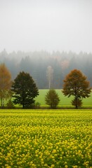Obraz premium A scenic rural landscape during the autumn season, showcasing vibrant yellow flowers in the foreground. Trees and fog in the distance