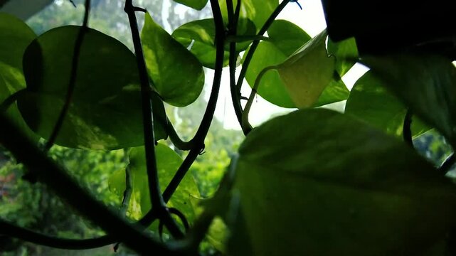 Heavy Tropical Monsoon Rain Falling on Lush Green Plants in a Vibrant Jungle Garden. Golden Pothos Vine Leaf Silhouetted Against a Dense	