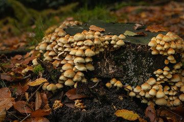 Litle inedible mushrooms in the forest