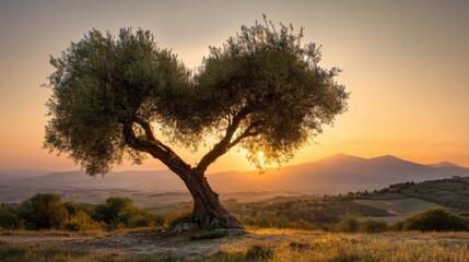 Obraz premium A unique heart-shaped tree stands tall as the sun sets behind rolling hills, casting a warm golden glow over the peaceful countryside. This tranquil setting captures the beauty of nature.