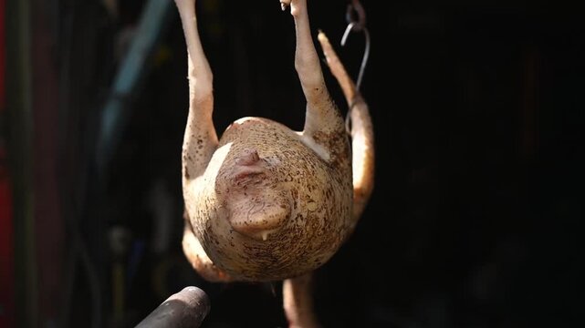 chicken carcass is held with gas torch and intense flames scorch bird’s surface. process of burning off feathers is evident as fire touches bird. heat visibly affects bird’s surface,