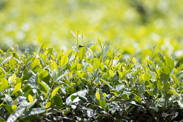 Tea plantation at sunrise time. Closeup shot. Greenery scene background.