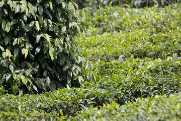 Pepper plants or pepper vines planted in the middle of tea estate