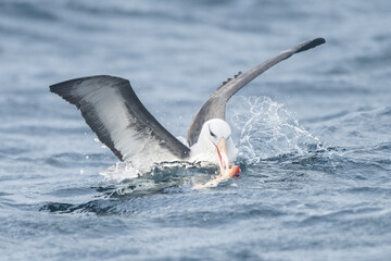 Albatros de Ceja Negra, Punta Arenas, Magallanes, Patagonia, Chile