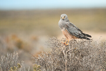Vari Ceniciento, Punta Arenas, Magallanes, Patagonia, Chile