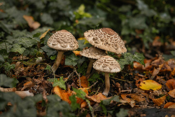Mushrooms in the wet autumn forest