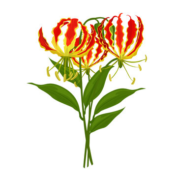 Flame Lily Gloriosa Flower bouquet