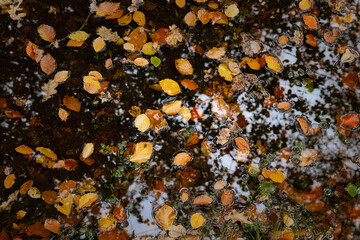 Fallen leaves in water, natural autumn background