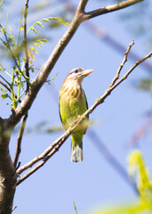 White-cheeked barbet perched on a tree twig