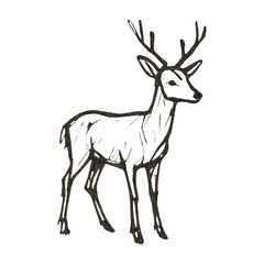Fototapeta premium PNG Hand-drawn deer sketch illustration.