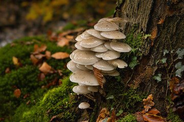 Litle inedible mushrooms in the forest