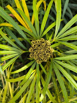 The Aralia or Osmoxylon plant is a flowering plant, with long, symmetrical leaves and yellow flowers clustered at the ends of the branches.