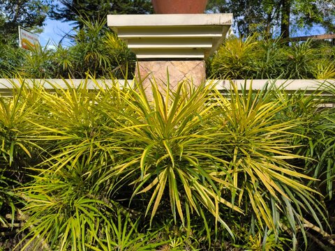 The Aralia or Osmoxylon plant is a flowering plant, with long, symmetrical leaves and yellow flowers clustered at the ends of the branches.