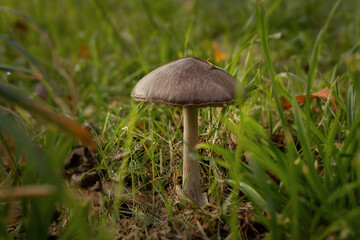 Litle inedible mushrooms in the forest