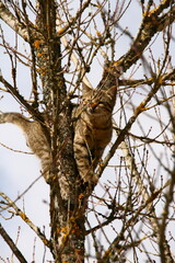 Cat climbing a tree looking down in fear