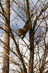 Cat climbing a tree looking down in fear
